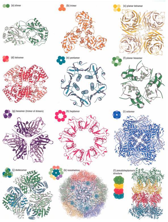 4. ábra A fehérjék negyedleges szerkezetében megfigyelhető szimmetriák. alegységek között kölcsönhatás befolyásolásán keresztül számos szabályozási lehetőséget kínál.