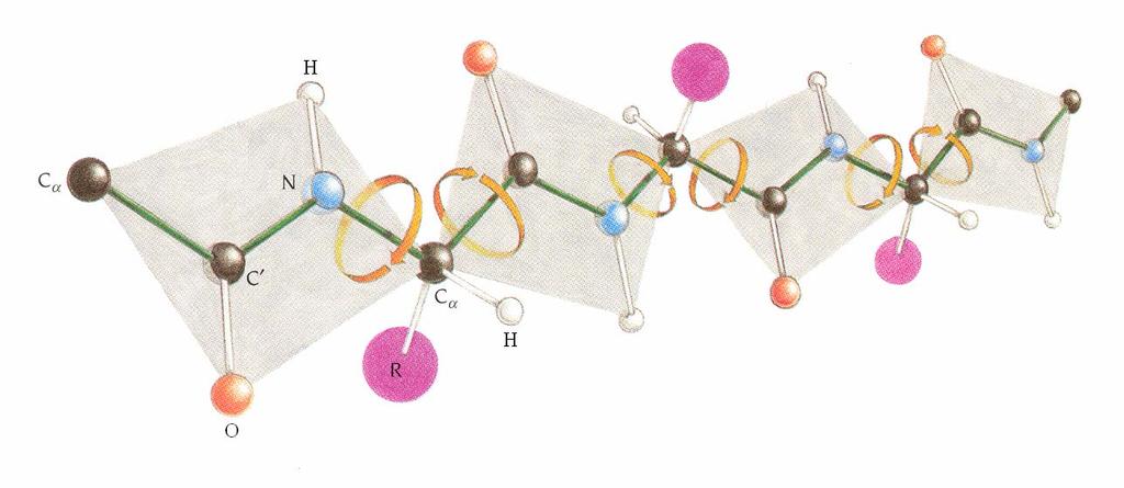 A polipeptidlánc csak úgy tekergethető, ha az atomok nem kerülnek egymással átfedésbe, vagyis nem léphet fel sztérikus gátlás.