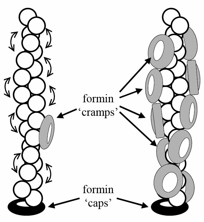 Figure 1.: The schematic representation of the proposed model for the formin - actin interaction. Actin protomers in the filaments are indicated with open circles.