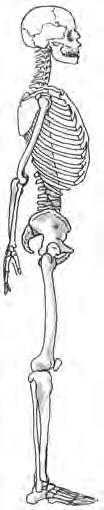 3. Nevezd meg a rajz alapján az alsó végtag megjelölt csontjait és