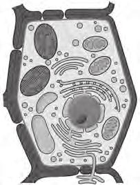 a) sejtmag, b) sejtfal, c) sejthártya, d) sejtplazma, e) színtest (9 pont) Mi a sejtmag szerepe a sejt életében?