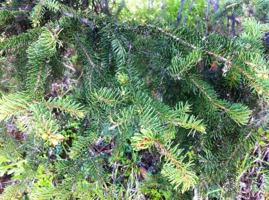 Kedvező kalcium és cukor tartalma miatt világszerte keresett a gyümölcse. 17. Orchideaféle, melynek a termését használják fűszerként.