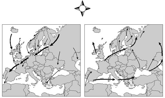 A bíbicnél kisebb, testhossza 26-29 cm, szárnyfesztávolsága 67-76 cm, tömege 160-280 gramm. A két ivarnál nincs nemi kétalakúság.