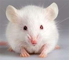 ) neurológiai vizsgálatok ex vivo patkány agyszeleteken az arctigenin