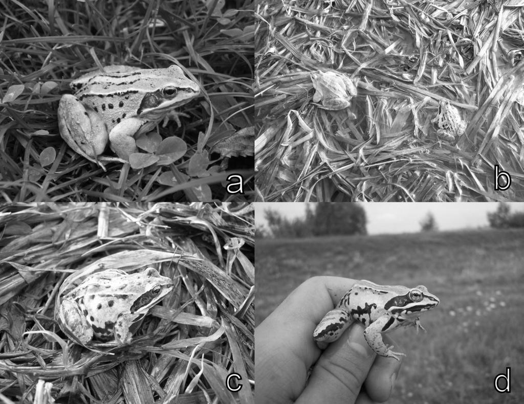 Zsolt Hegyeli Tibor Sos Figure 2. Moor frog (Rana arvalis) individuals. a. Terrestrial individual from Zăbala, b. Male and female from Mărtineni in the breeding period, c.