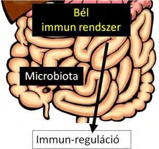 MICROBIOM FIZIOLÓGIÁS FUNKCIÓI Sejtnövekedés szabályozása, Sérüléseket követő helyreállítása, Barrier funkció fenntartása, Immunrendszer működésének indukálása, szabályozásában.