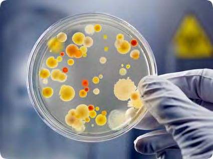 Microbiology 39 pp 321-346 A mikroorganizmusok ~5 % -a tenyészthető,