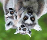 Madagaszkár, a nyolcadik kontinens Ár: 579.