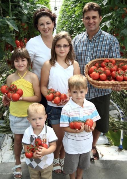 Nexport Hungary Kft. (Cjsz.: 06 09 020803, székhely: 6762 Sándorfalva, Endresz utca 6., alakulás dátuma:2013., főtevékenység: zöldség-, gyümölcs-nagykereskedelem); Trivega Kft. (Cjsz.: 06 09 018607, székhely: 6762 Sándorfalva, Dózsa György utca 1/A.
