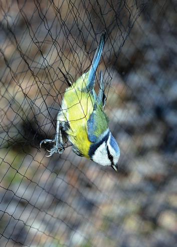 Az Ócsai Madárvárta működése és fontosabb kutatási eredményei 933 (Falco tinnunculus), rétisas (Haliaeetus albicilla), fekete gólya (Ciconia nigra) is ilyen módon jelöljük.