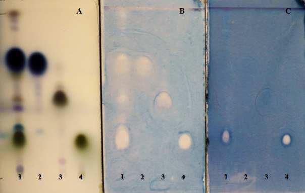 8. melléklet: (folytatás) 8.3. ábra: Citronellaolaj antibakteriális hatásának vizsgálata P.