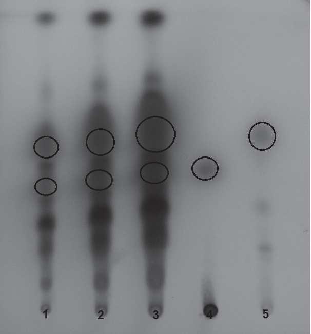 HORVÁTH ET AL.: JOURNAL OF AOAC INTERNATIONAL VOL. 96, NO. 6, 2013 1211 A. adamsii on silica gel 60 F v/v). Detection: alcoholic vanillin sulfuric acid reagent. on Mueller-Hinton agar plates.