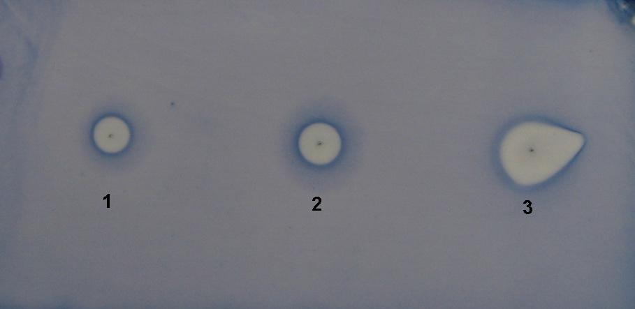 1212 HORVÁTH ET AL.: JOURNAL OF AOAC INTERNATIONAL VOL. 96, NO. 6, 2013 A. adamsii essential oil a Retention time, min Composition, % Compounds FID MS FID MS p-cymene 7.68 8.08 1.5 1.0 1,8-Cineole 7.
