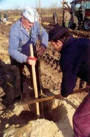 erdőborítás.