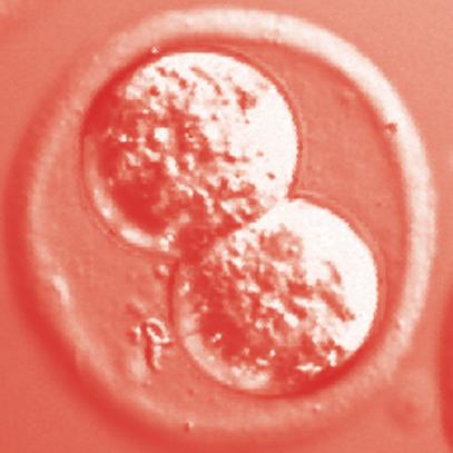 Az új emberi élet abban a pillanatban kezdődik, amikor az apai ondósejt génállománya egyesül az anyai petesejt génállományával.