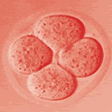 Az embrió élő szervezet, emberi génállománnyal rendelkező élőlény.