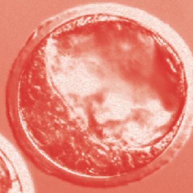 Ezután az embrió 2, 3, 4, 8, majd még több sejtté osztódik.