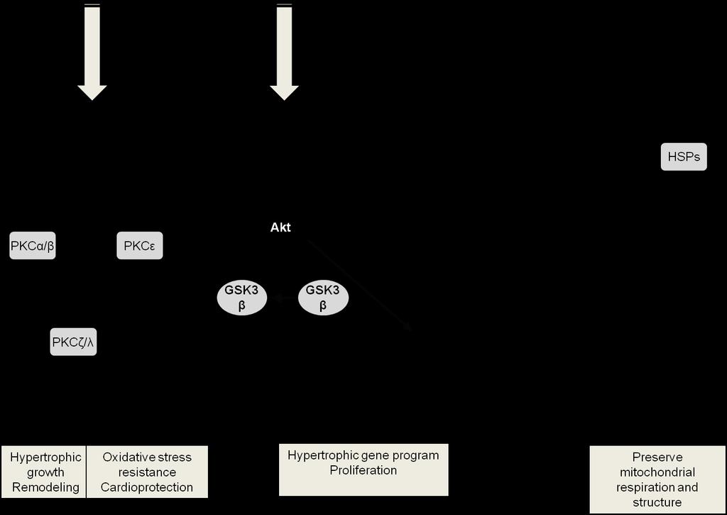 A PKC α/βii Thr638/641, δ Thr505, ζ/λ Thr410/403 és ε Ser729 esetében a legalacsonyabb foszforilációt a WKY csoportban figyeltük meg (p<0.01 vs. SHR csoportok).