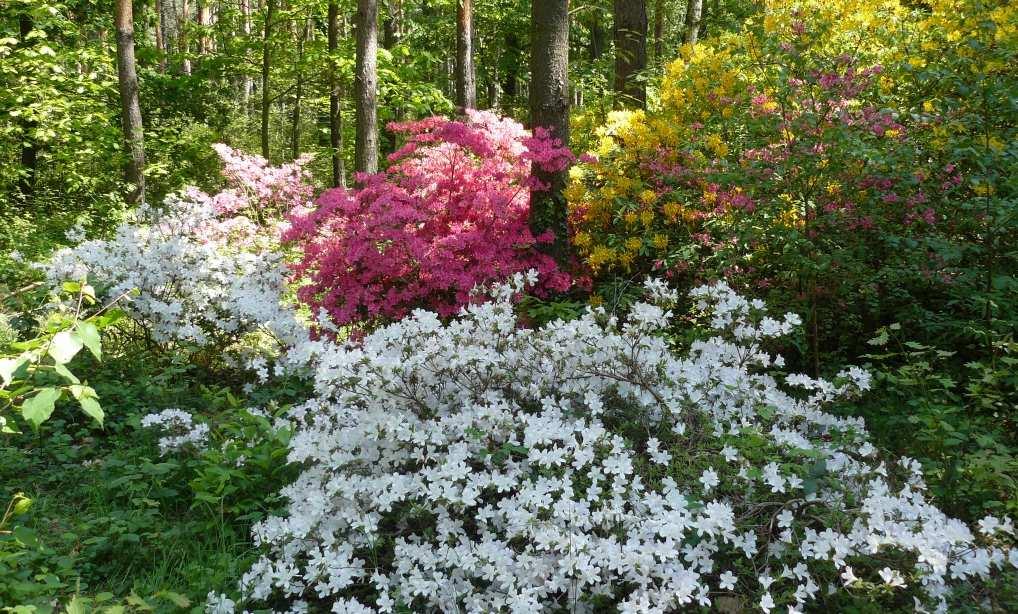 május 5. Vas megye Jeli arborétum és Vulkánpark Útvonal: Bp. - Kám - Celldömölk - Bp.