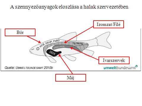 következményeként algavirágzást, vagy a vízinövények túlzott elszaporodását okozhatják.