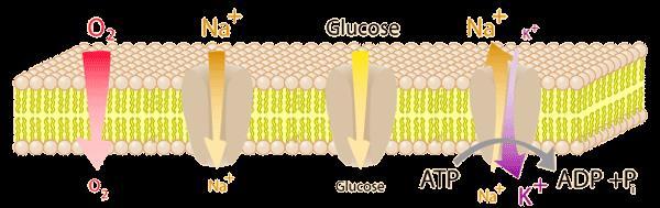 kémiai/elektrokémiai potenciál grádienssel ellentétes közvetítő - ion csatorna karrier fehérje energiaigény - van aktív példa O 2, urea, víz