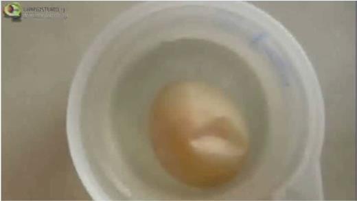 összezsugorodott tojás visszanyeri eredeti méretét, sőt egyre nagyobb lesz