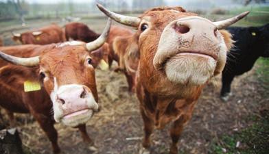 176 Kiadásért felel: a kiadó ügyvezető igazgatója Szerzők: Bihari Tamás, Hercz ku Tünde, Horkai Diána, Illés Martina, Kovács Lajos, Losonczy Gergő, Molnár Csaba, Mozer Mária, Dr.