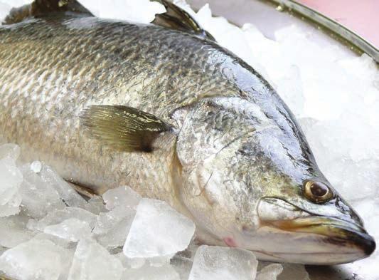 Élelmiszer Foods mondja Lévai Ferenc. Most éppen azon dolgozunk, hogy minél több tónál értékesítsék helyben is a halakat.