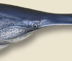 Lévai Ferenc szerint a magyar halasstandok visszafoglalásában az afrikai harcsa évi 1500 tonnás termelése mellett, a barramundi mostani piacra