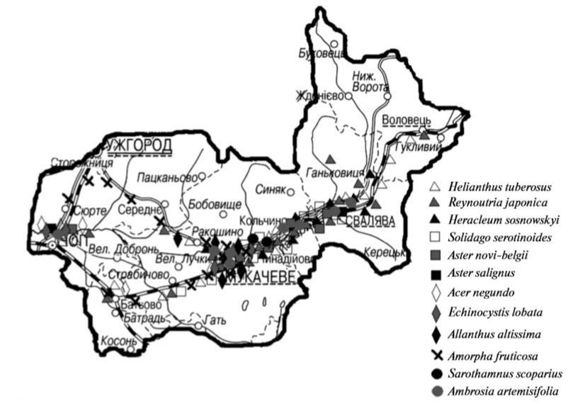 2.4. A Latorca medencéjében előforduló invazív növények A Latorca medencéjének területén a következő inváziós növények terjeszkedését fedezték fel (2.