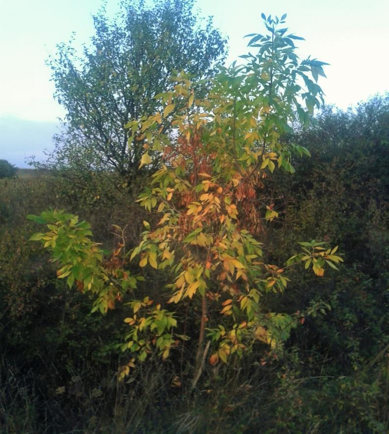 (Saját felvétel). 19. melléklet.