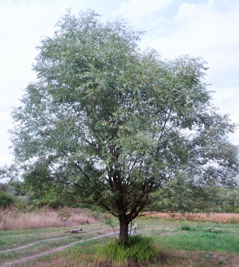 (Saját felvétel). 21. melléklet.