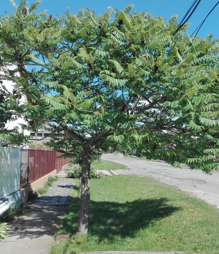 parviflora) (Saját felvétel). 27.