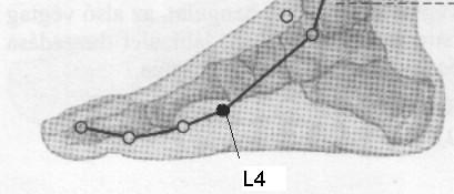 Ha hosszú a ciklus: 14. pont: L 4 a Lép meridiánon Helye : A lábfej belső szélén, annak középvonalában található. 15.