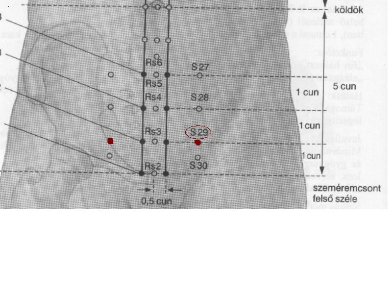 4. pont: Gy 29 a Gyomor meridiánon (A képen S29) Helye : A szeméremszőrzet felső részén,