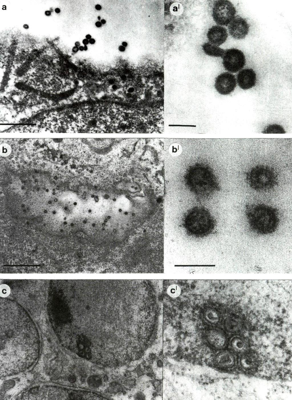 Koi-herpesz vírus Intranuclearis zárványok Herpesvírushoz hasonló morfológia DNS szekvencia