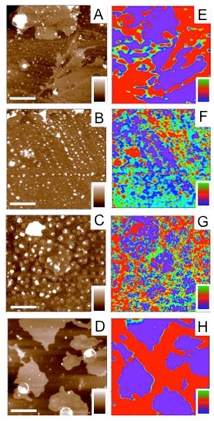 5. EREDÉNYEK 9. ábra: AF-mel meghatározott topográfia A, B, C és D, és fázisképek E, F, G és H renre a P1, P, P3 és PC4 peptiekre.