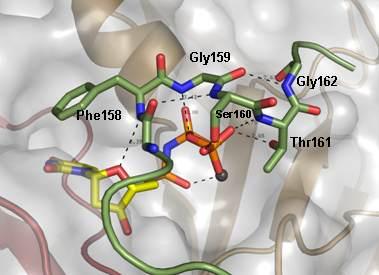 kötést alakítanak ki a γ-foszfát Mg 2+ ionnal nem komplexálódó két atomjával (2.B ábra). A B 2. ábra A humán dutpáz:α,β-imido-dutp:mg 2+ komplex térszerkezete. A. A C- terminális kar kölcsönhatásai a ligandum molekulával.