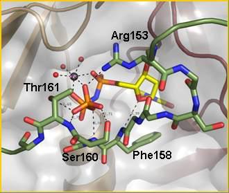 A C-terminális kart is tartalmazó két aktív helyen láthatóvá vált a kvázi-katakítikus konformáció, mivel a nukleofil támadó vízmolekula atomja az α-p atomtól a H-kötés (3.