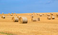 A bevételi és kiadási területek részletes bemutatása 30 Természeti erőforrások 57,9 milliárd euró Az ellenőrzött terület Ez a kiadási terület a közös agrárpolitikát (KAP), a közös halászati politikát