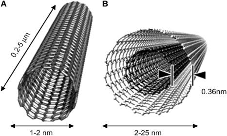 1. Szén nanocsöves szerkezetek Az egyenes szén nanocsövek felfedezésük óta (Iijima 1991) a nanoanyagok kutatásának középpontjában állnak, elsősorban kivételes mechanikai (Treacy 1996) és elektromos
