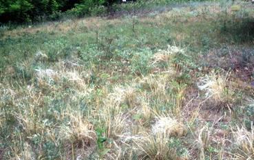 serotinus zašti ena Prije otvaranja ekoparka postojale su Kovilje Stipa borysthenica zašti ena vrste registrirane na podru ju. Zbog ispaše su vjerojatno nestale.