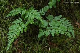 Jelenak Asplenium adiantum-nigrum zašti ena Pri botani kom istraživanju na ene Mali ka un Orchis morio zašti ena zašti ene vrste u okolici Paksa pri Krvavica Alkanna tinctoria zašti