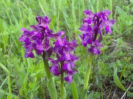 Mo varna kruš ica (ili Crni daždevnjak) Epipactis palustris zašti ena Jelenak Mali ka un Mo varna kruš ica Cretna livada (kod staništa 6410) jedinstveno, istaknuto vrijedno stanište,