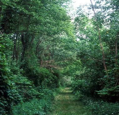 Vrijedne ili karakteristi ne vrste Zašti ene Hrvatski naziv Latinski naziv vrste Otmjeni (rahlocvjetni) ka un Orchis laxiflora subsp.