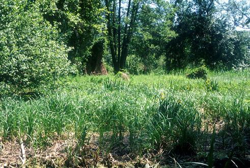 poplavnom podru ju (91E0) sa starim johama na podru ju Régi-brinyó i Új-Brinyó, na podru ju Natura 2000 cretne šume u Dunaszentgyörgyu (HUDD20072 jel ) izme u glavnoga kanala