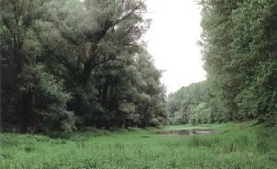 3. Prikaz ekoloških utjecaja Vrijedne ili karakteristi ne vrste Zašti ene Hrvatski naziv Latinski naziv vrste NAPOMENA estoslavica Veronica catenata nezašti ena koje su nezavi ajne u krajoliku: razne