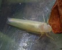 i tvrdih lista a na otoku Uszodi i u šumi Brinyó Orahova strizibuba Aegosoma scabricorne zašti ena Sa svojim su starim stablima pravi