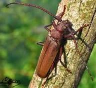 Borovnicina strizibuha Aromia moschata zašti ena Granulirani bron ani tr ak Carabus granulatus zašti ena Catocala fraxini zašti ena