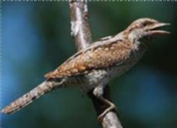 Veliki djetli Dendrocopos major zašti ena Vijoglav Jynx torquilla zašti ena Crna roda Ciconia nigra zašti ena Sjenica mošnjarka Remiz